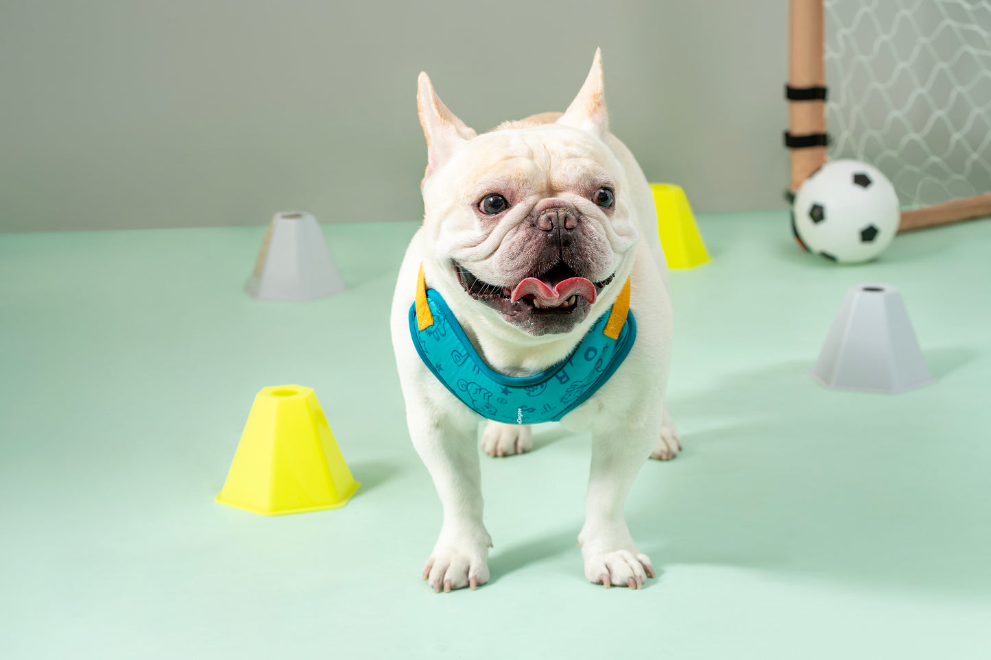 OneDegree | Sport b: Limited Edition Pet Harnesses & Leashes