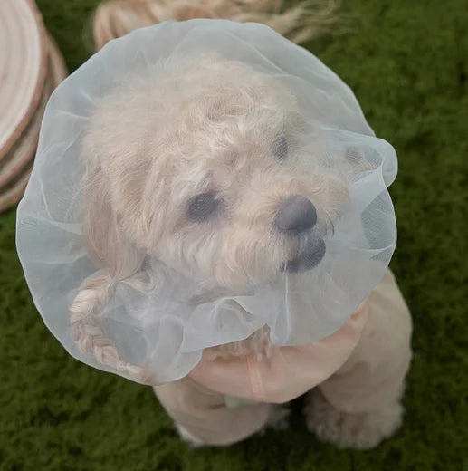 【韓國直送】Super Pet 狗狗防護面罩 (DG427)