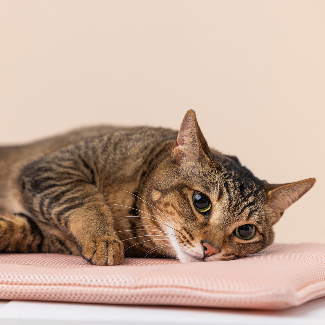 Pettellyava' Miqoo Air Cooling Mat