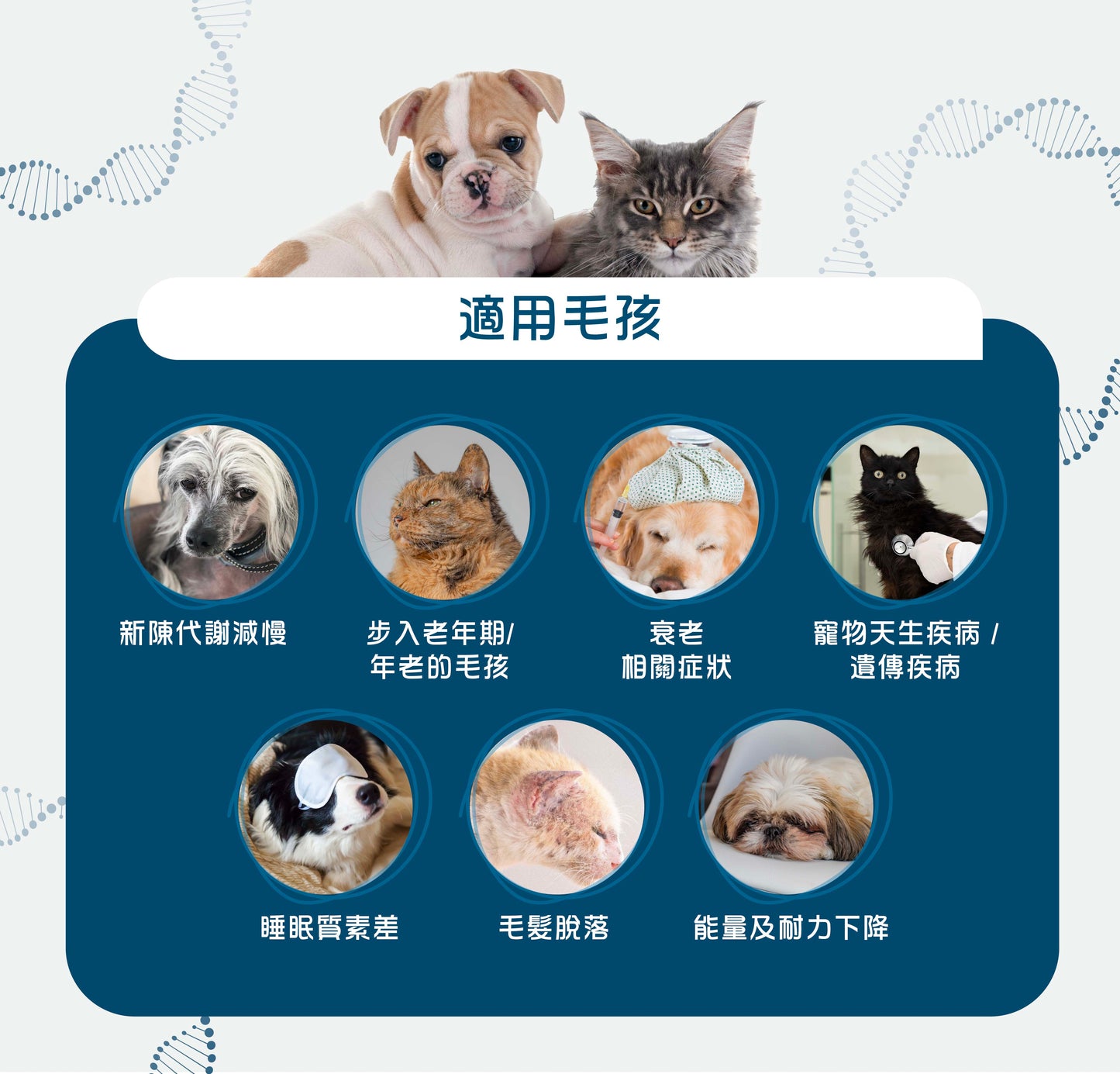 Vetalo NMN活力重生配方 60粒