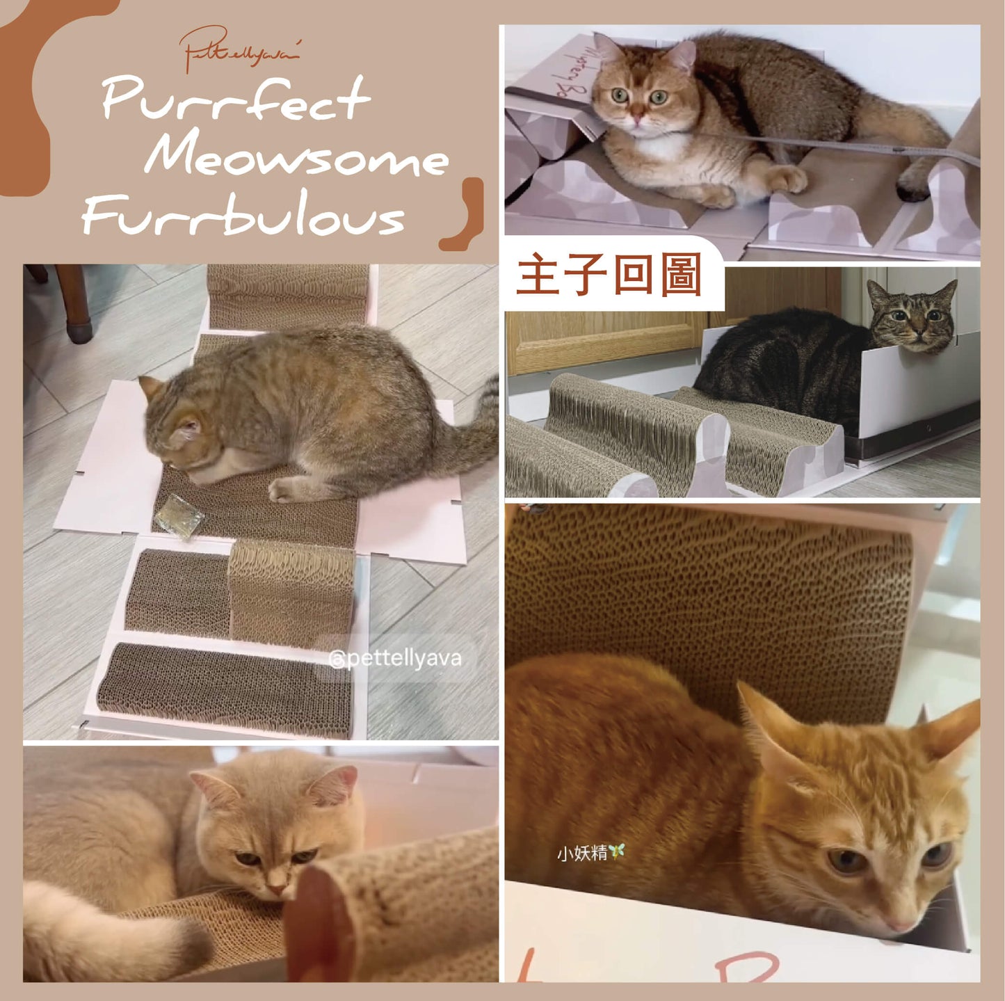 Pettellyava' Mystery Box Cats scratching boards designed with multi functions
